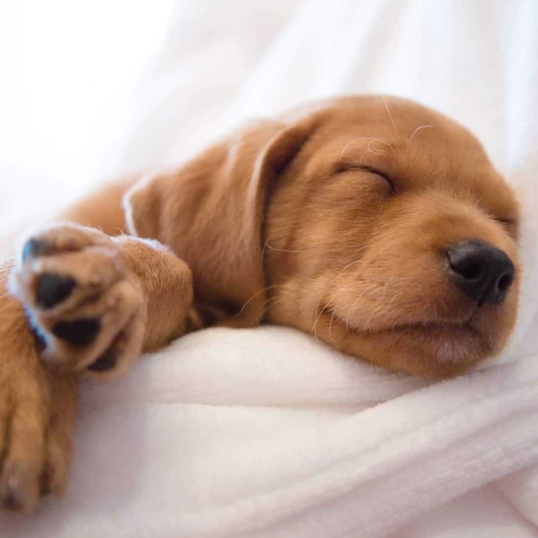 Puppy kan sneller slapen dankzij zachte ondergrond