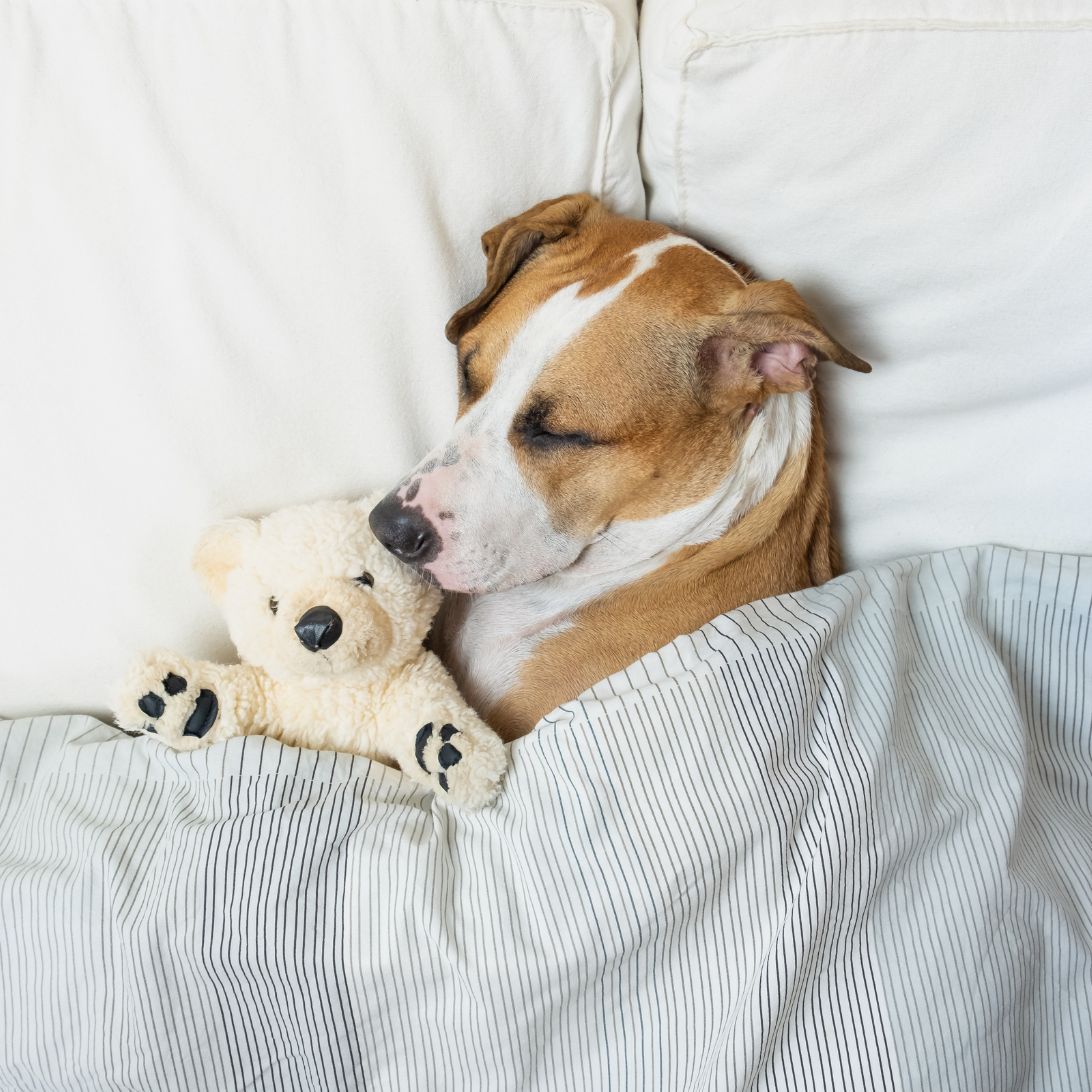 Hond ligt in bed te slapen met knuffeltje