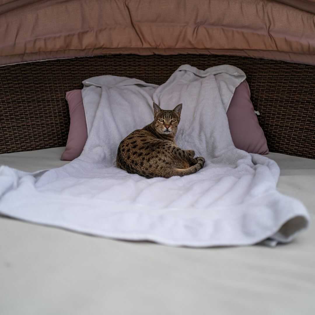 Verkocht matras met kat erin: een opmerkelijke fout