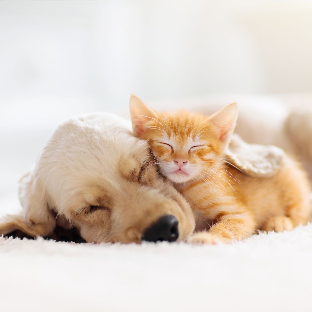 Kat en hond slapen samen en genieten van de voordelen van meer slapen