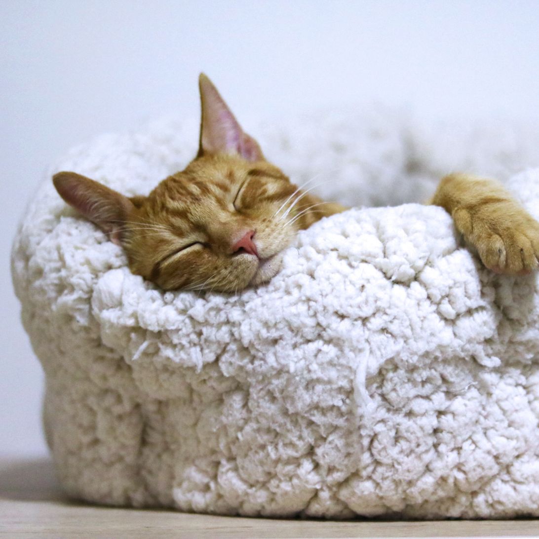 Slapende kat