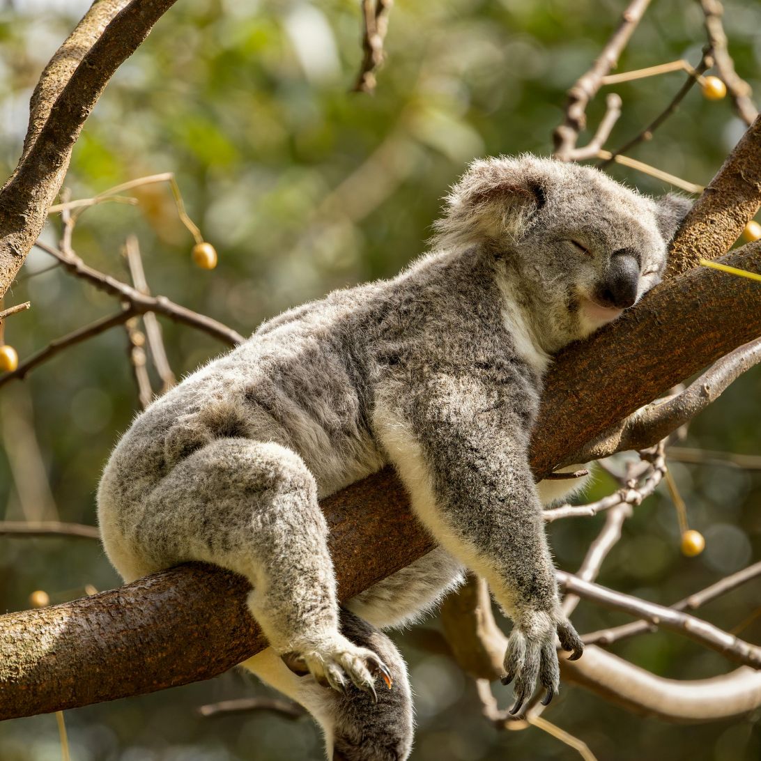 Koala ligt te slapen op tak